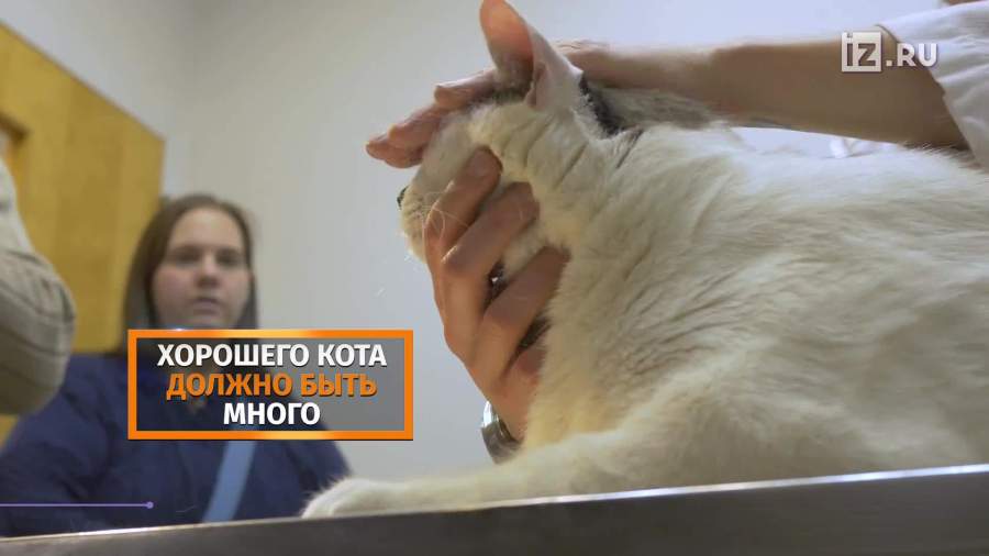 Кота-толстяка из Нью-Йорка посадят на диету