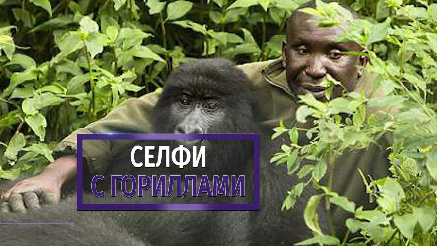 Селфи с двумя позирующими гориллами покорило пользователей Сети