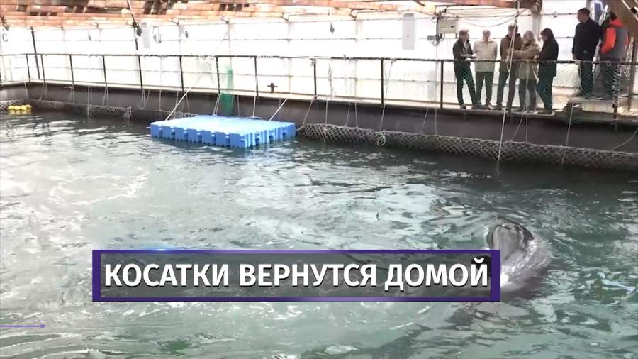 Команда Кусто создаст фонд для реабилитации млекопитающих