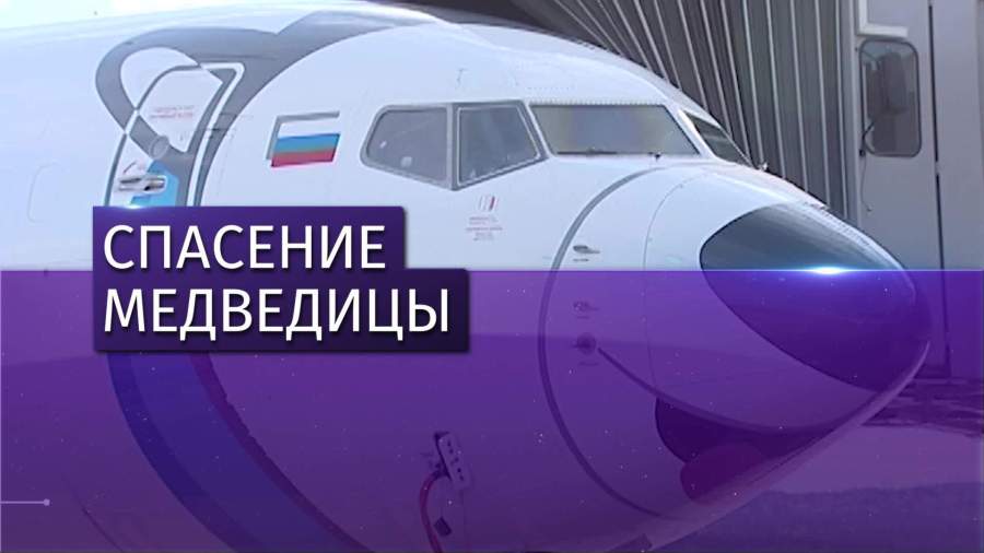 В Норильске спасли бродячую медведицу