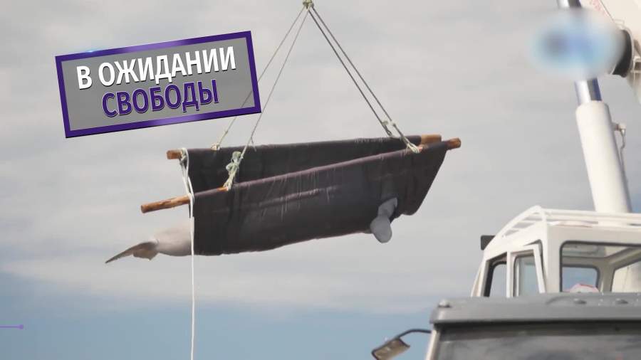 Вторую группу косаток выпустят из «китовой тюрьмы» через две недели