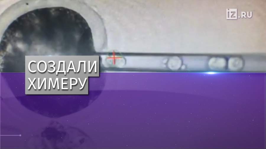 В китайской лаборатории вывели эмбрион человека и обезьяны