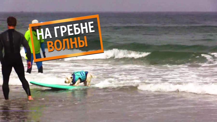 В Калифорнии прошли соревнования собак-серферов