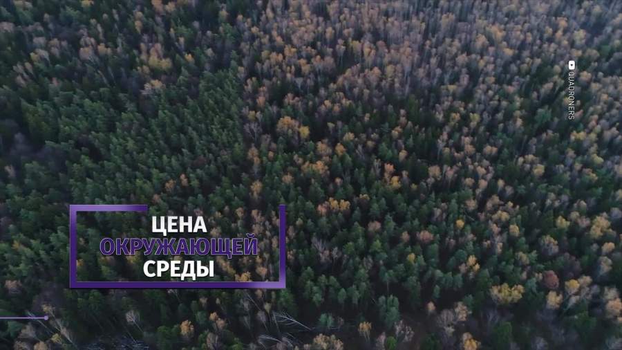 Минприроды пересмотрело цену российских зверей и лесов