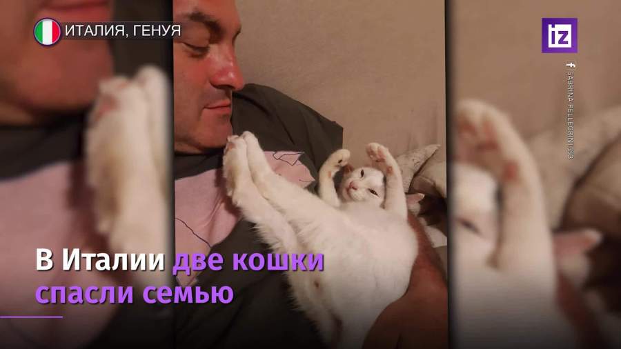 Коты спасли хозяев от гибели во время оползня в Италии