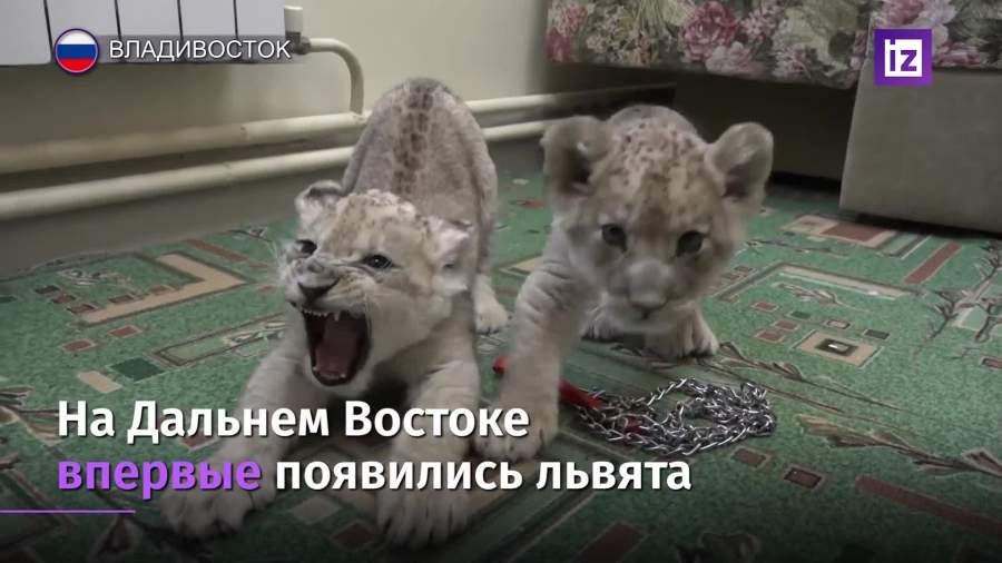 В приморском зоопарке показали новорожденных львят