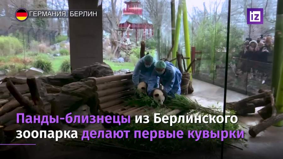 Берлинский зоопарк впервые показал детенышей панд-близнецов