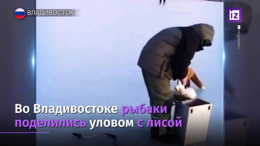 Рыболовы поделились уловом с лисой