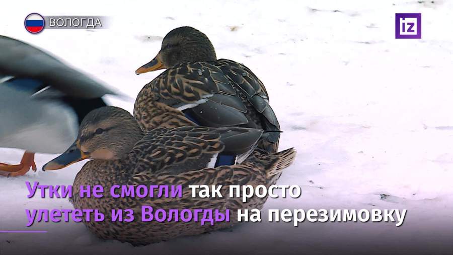Утки растолстели и не смогли улететь из Вологды