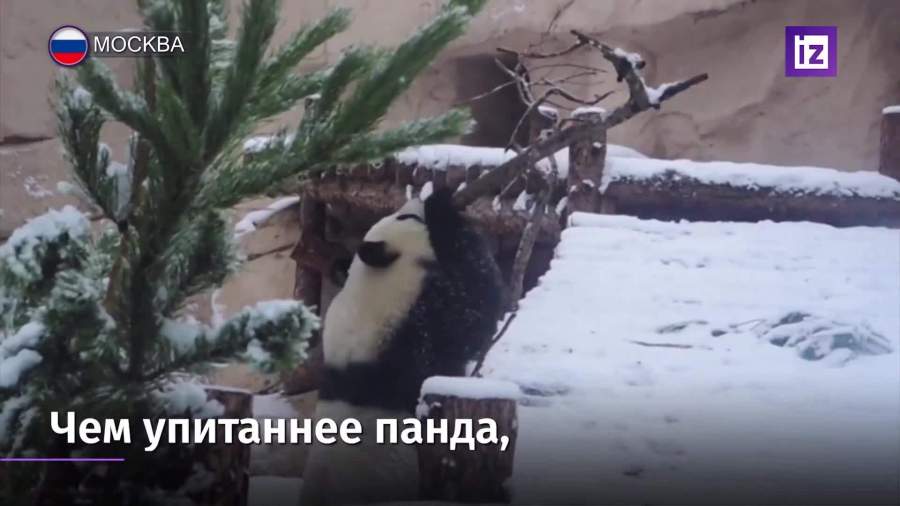 Панды в Московском зоопарке обрадовались снегу