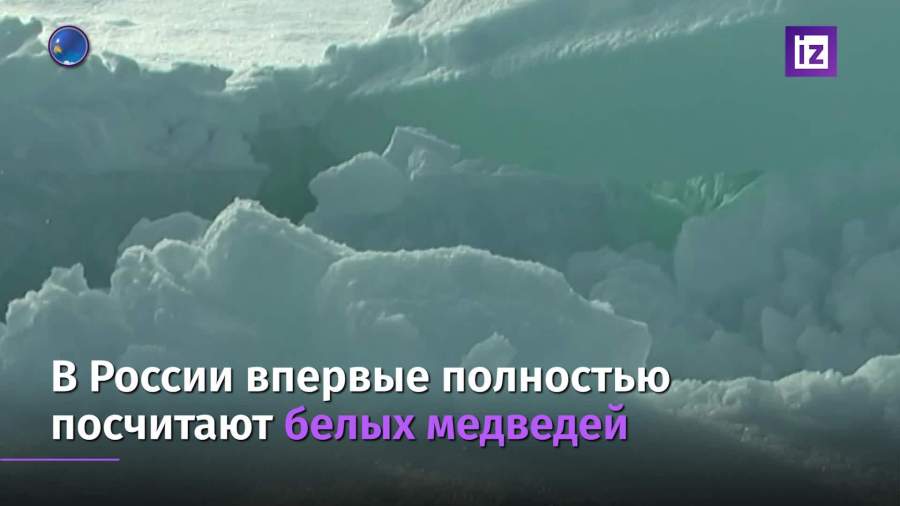 В России впервые полностью подсчитают количество белых медведей