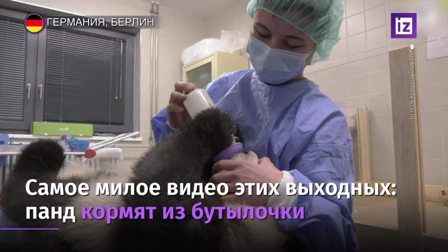 Кормление из бутылочки панд-близнецов попало на видео
