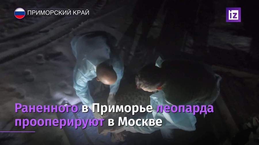 Раненного в Приморье леопарда самолетом отправили на операцию в Москву