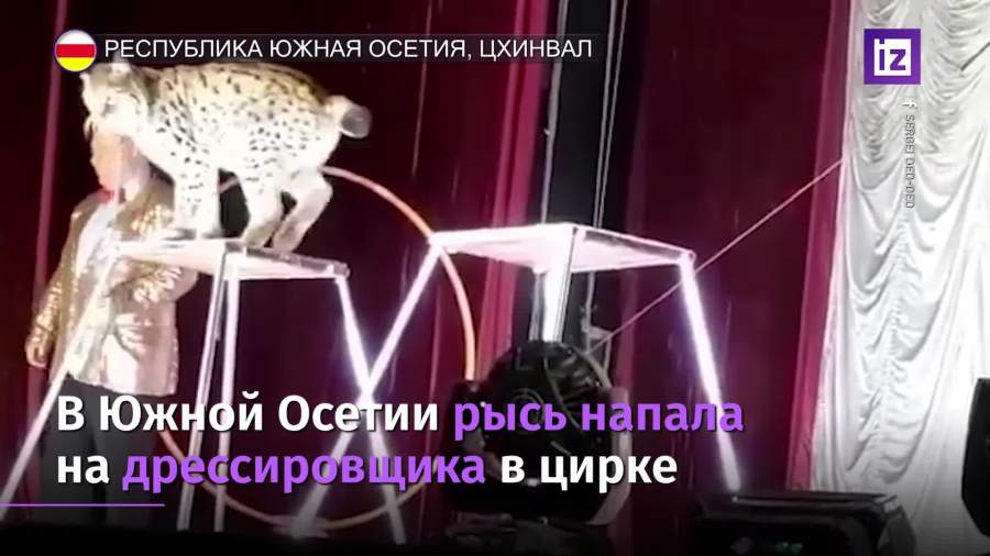 Рысь напала на дрессировщика в Южной Осетии