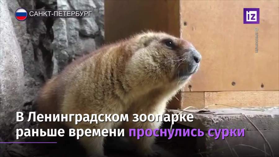 В Ленинградском зоопарке проснулись сурки