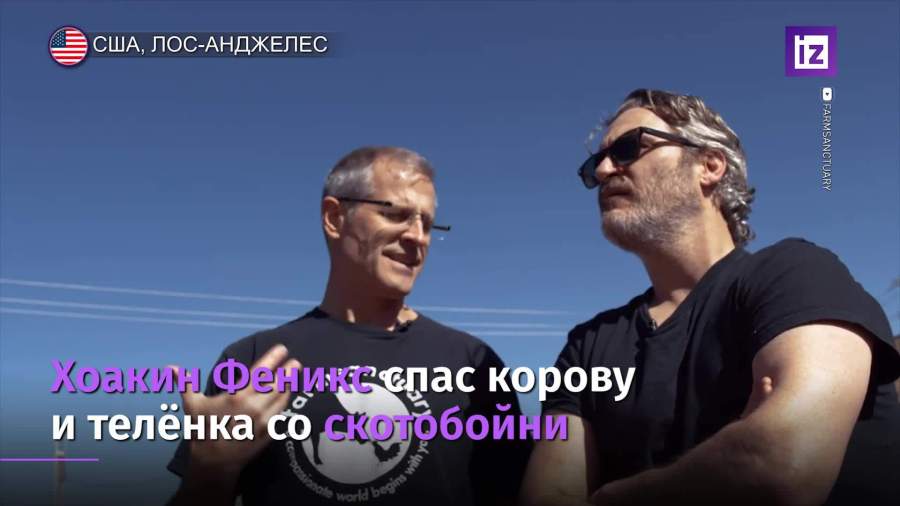Хоакин Феникс спас корову и теленка со скотобойни