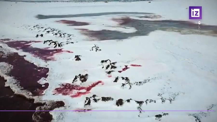 Каспийское море окрасилось в алый цвет