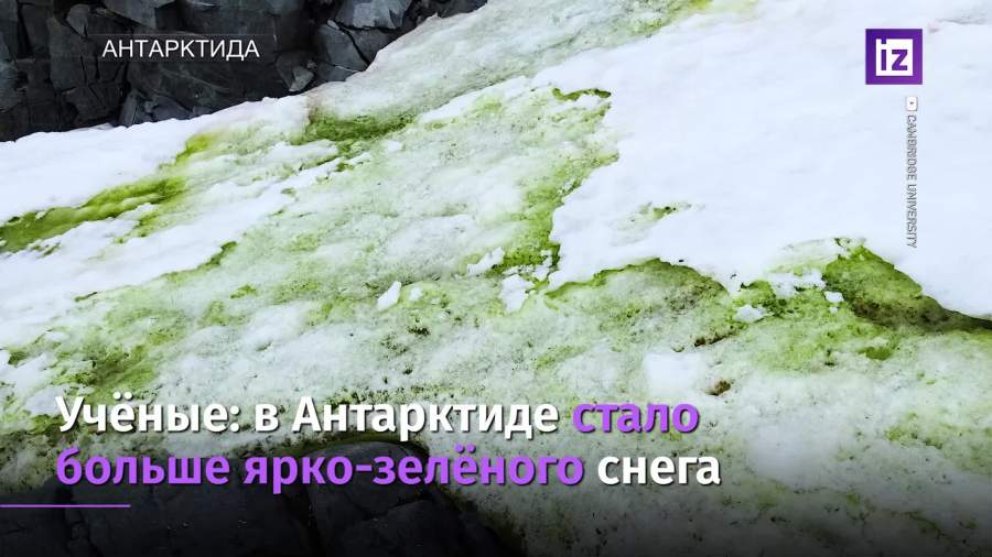 Ученые рассказали о необычном зеленом снеге в Антарктиде
