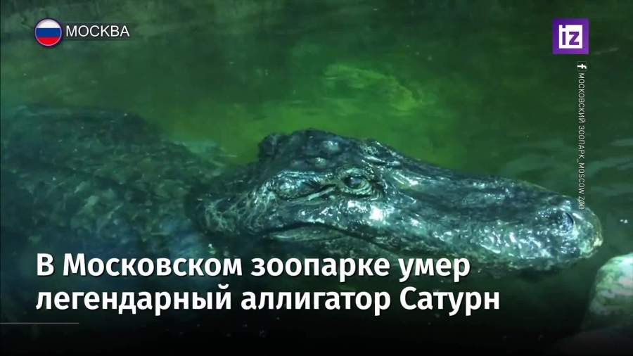 Трофейный аллигатор Сатурн умер в Московском зоопарке