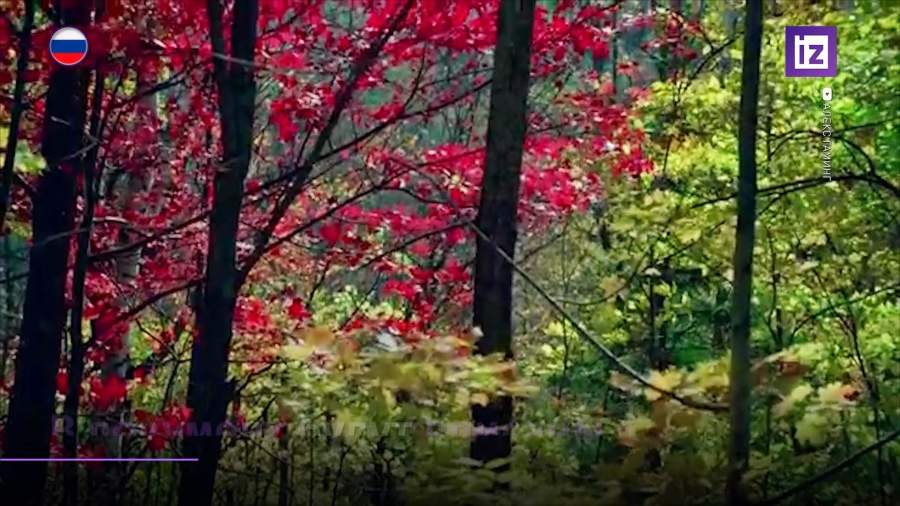 В России появится генетическая база лесных деревьев