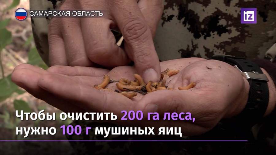 В Самарской области бойцовые мухи в лесу уничтожают паразитов