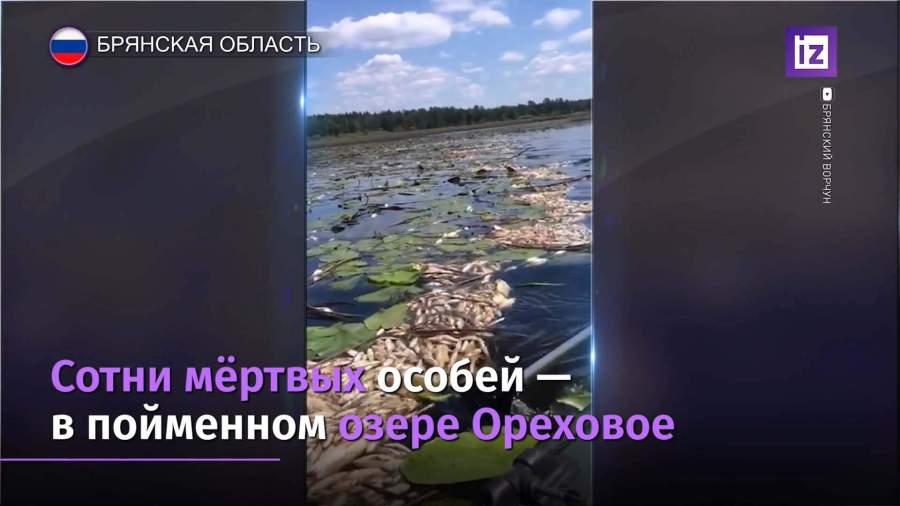 Массовый мор рыбы в Брянской области