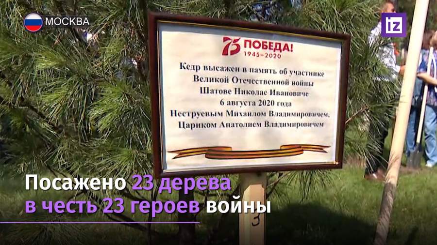 В память о спортсменах — героях ВОВ посадили аллею кедров