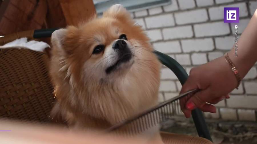 В России могут запретить изымать животных за долги