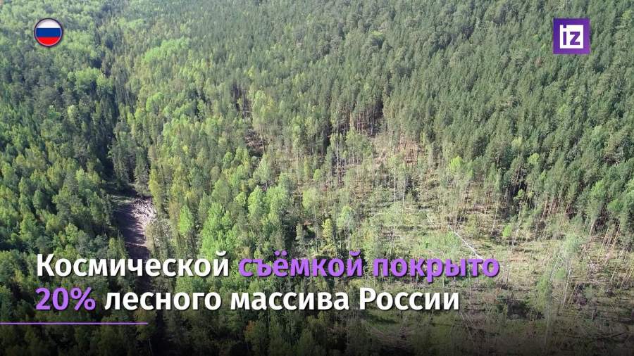 Нелегальную рубку леса выявят с помощью космических снимков