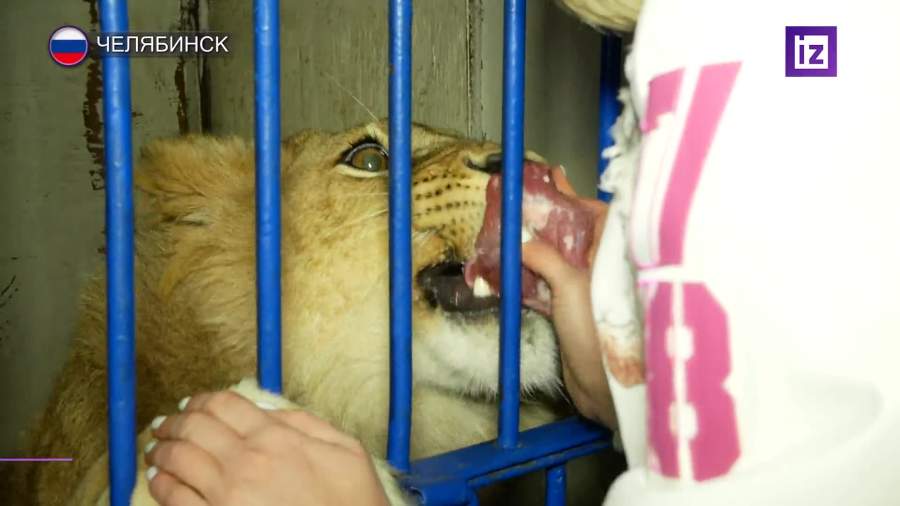 Вылеченного в Челябинске львенка Симбу отправят в Танзанию