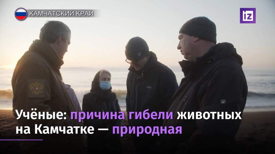 Ученые из МГУ выдвинули версию причины гибели животных на Камчатке
