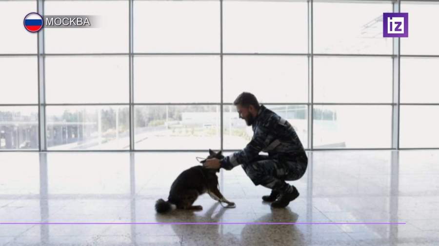 В России тренируют собак для поиска носителей COVID-19