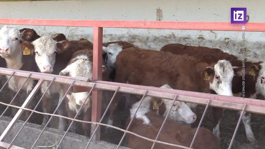 Путин продлил освобождение племенного животноводства от НДС