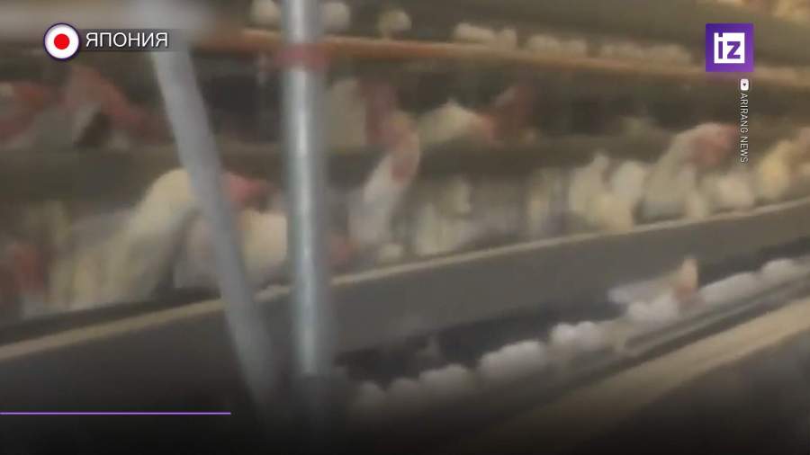 Из-за птичьего гриппа в Японии уничтожат 12 тыс. гусей