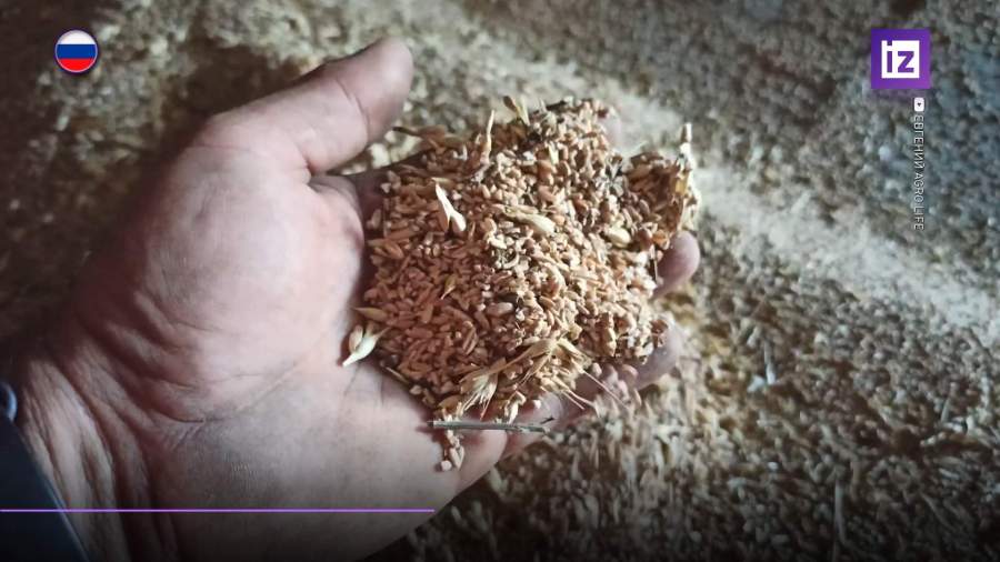 С марта повысится пошлина на экспорт зерна