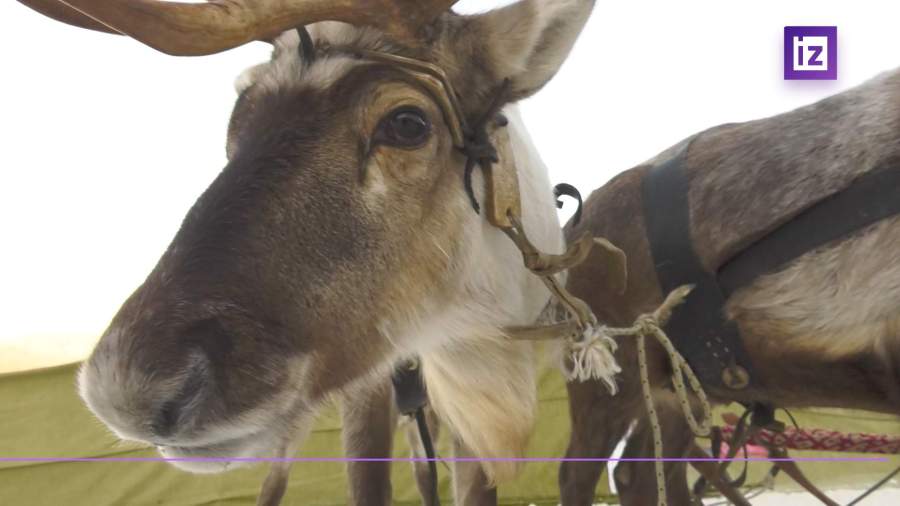 Ферма северных оленей появилась в Сочи