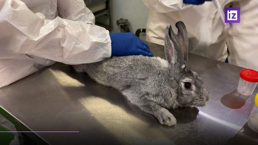 Первая вакцина от коронавируса для животных зарегистрирована в России