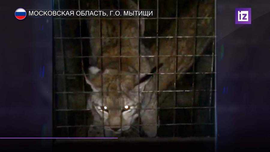 Животных мытищинского стрелка отправили на передержку