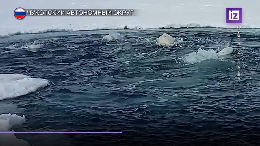 В Беринговом море попавшие в ледовый плен белухи чувствуют себя хорошо