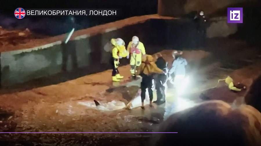 В Лондоне спасли застрявшего в шлюзе Темзы кита