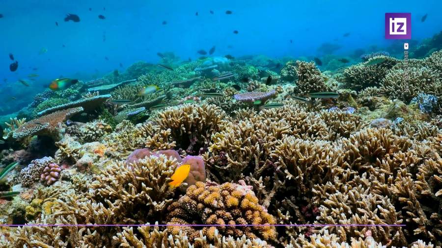Из-за глобального потепления могут исчезнуть коралловые рифы