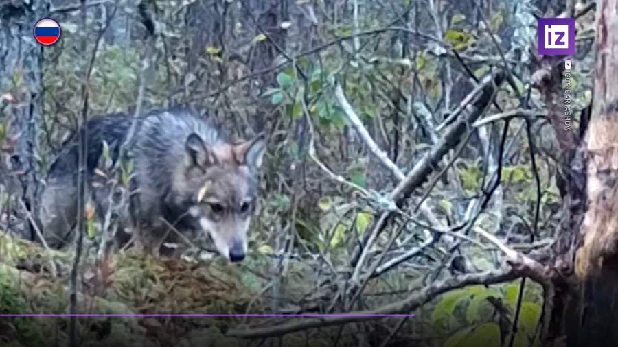 В Минприроды России хотят внести поправки в Красную книгу