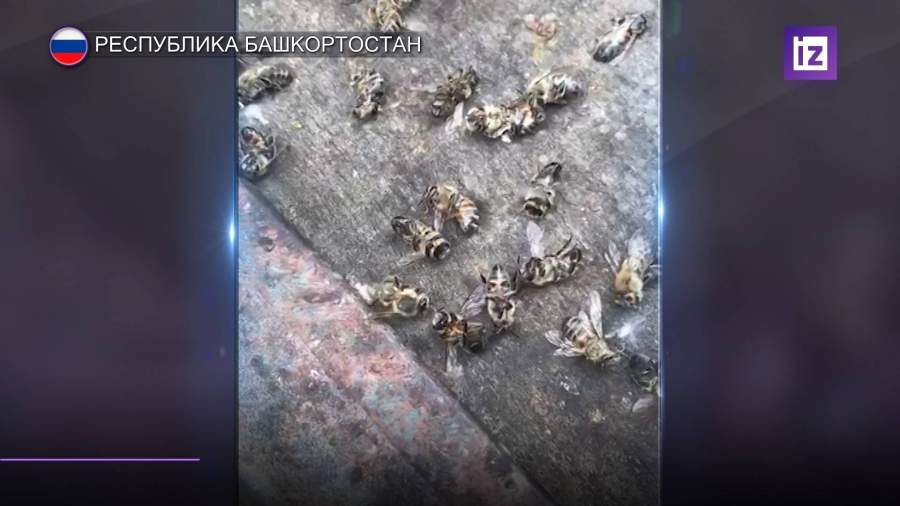 В Башкирии после обработки лесов массово гибнут пчелы