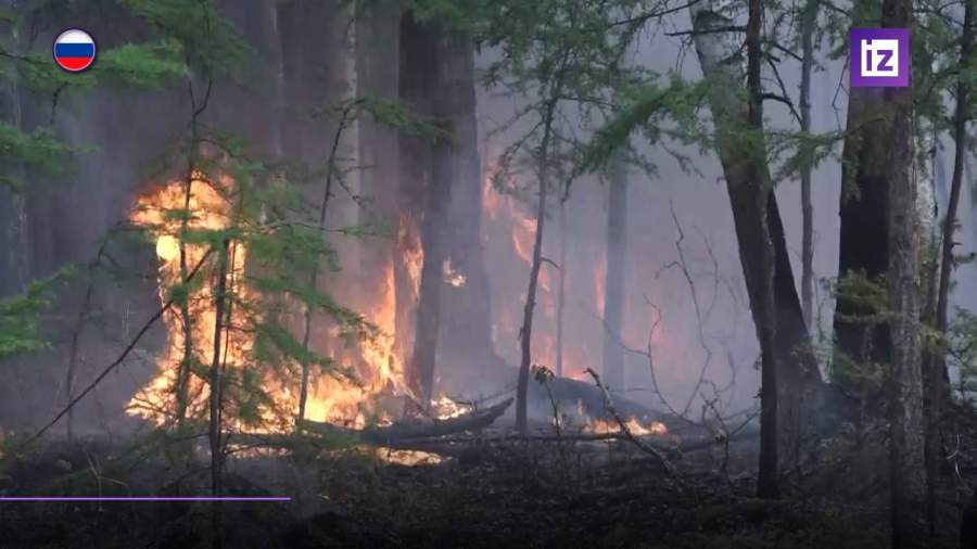 Глава Минприроды заявил о занижении предоставляемых данных о лесных пожарах