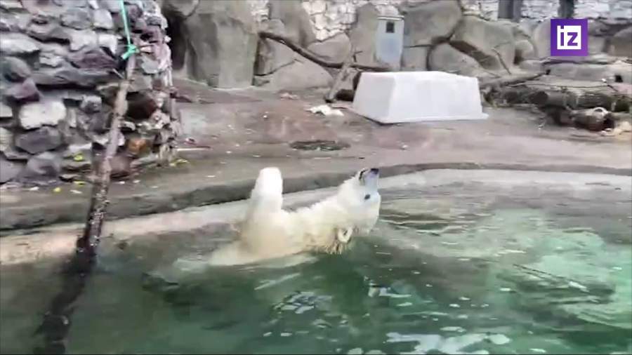 Белые медведи из Московского зоопарка обрадовались похолоданию