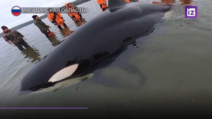 Спасатели из Магадана вытащили попавшего на отмель детеныша косатки