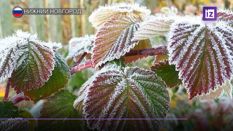 Первые снегопады прошли сразу в нескольких регионах России