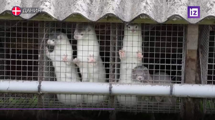 Датские заводчики норок подали на государство коллективный иск