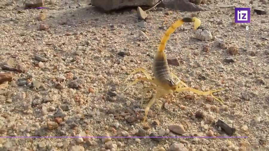 500 человек пострадали от укусов скорпионов в Египте