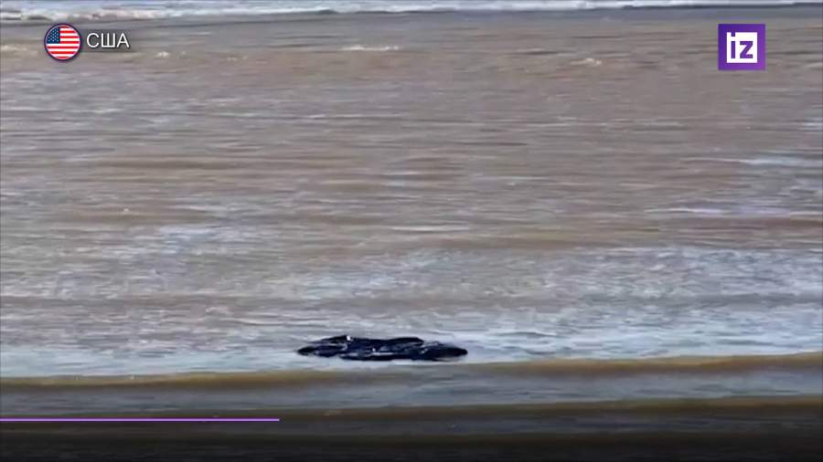 В Калифорнии из-за нападения акул начали закрывать пляжи